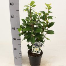 Camellia japonica 'Brushfield's Yellow' - Theeplant 40-50 C4