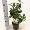 Camellia japonica 'Dahlonega' 20/25 C2 Camellia japonica 'Dahlonega' - Dwergcamelia 20-25 C2