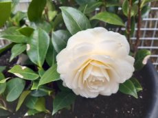 Camellia japonica 'Dahlonega' - Dwergcamelia 20-25 C2