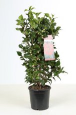 Camellia japonica 'Dr. King' - Theeplant 80-100 C5