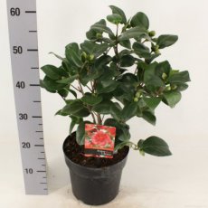 Camellia japonica 'Lady Campbell' - Theeplant 40-50 C3
