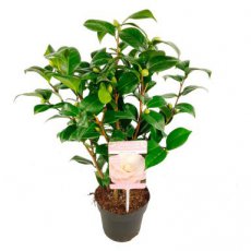 Camellia japonica 'Nuccios Cameo' - Theeplant  80-100 C5