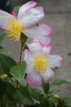 Camellia sasanqua 'Bicolor' 30/40 C4 Camellia sasanqua 'Bicolor' 30-40  C4