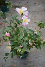 Camellia sasanqua 'Bicolor' 30-40  C4