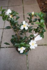 Camellia sasanqua 'Narcissiflora' 30-40  C4