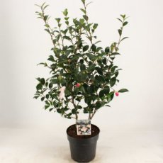 Camellia sasanqua 'Rainbow' - Theeplant 40-50 C4
