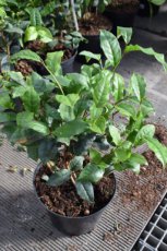 Camellia sinensis - Theeplant 30-40 C5