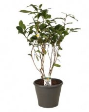Camellia sinensis 'Local Tea' - Theeplant  60-80 C5