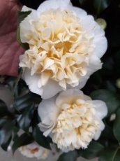 Camellia x williamsii 'Jury's Yellow' - Theeplant 60-80 C10