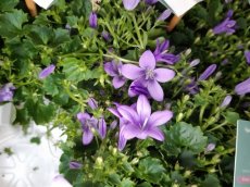 Campanula addenda® 'Ambella Lavender'  | 10-15 P9