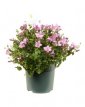 Campanula addenda® 'Ambella Pink' Campanula addenda® 'Ambella Pink | 10-15 P9