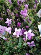 Campanula addenda® 'Ambella Pink | 10-15 P9