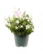 Campanula addenda® 'Ambella White' Campanula addenda® 'Ambella White' | 10-15 P9