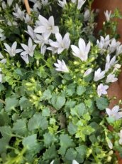 Campanula addenda® 'Ambella White' | 10-15 P9