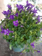 Campanula addenda® 'Ambella Intens Purple' | Klokjesbloem 15-20 P9