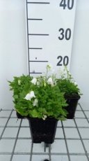 Campanula cochleariifolia ‘Alba’ | Klokje 10 P9