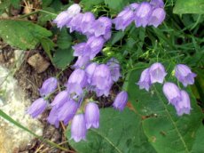 Campanula cochleariifolia(=pusilla) | Klokje 15 P9