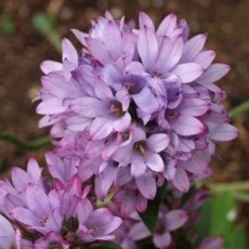 Campanula glomerata 'Caroline' | Kluwenklokje 50 P9