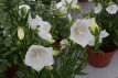 Campanula persicifolia ‘Alba’ Campanula persicifolia ‘Alba’ | Breedbladig klokje 80 P9