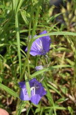 Campanula persicifolia ‘Telham Beauty’ | Prachtklokje 80 P9