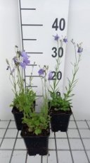 Campanula rotundifolia | Grasklokje 60 P9