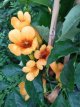 Campsis 'Gold Trumpet' 80/100 C8 Campsis x tagliabuana SUMMER JAZZ® 'Gold Trumpet'® | Trompetbloem 80-100 C8