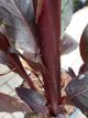 Canna musafolia 'Rubrum' 40/70 C10 Canna musafolia 'Rubrum' | Bloemriet 40-70 C10