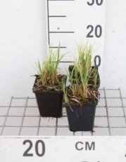 Carex acutiformis| Moeraszegge 50 P9  (WINTERGROEN)