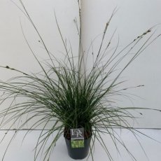 Carex alba | Witte zegge 25 P9  (WINTERGROEN)