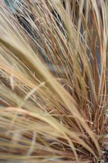 Carex buchananii | Rode Zegge 50 P9  (WINTERGROEN)