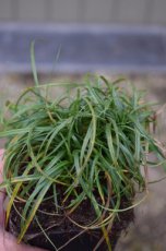Carex caryophylla ‘The Beatles’ | Zegge 30 P9  (WINTERGROEN)
