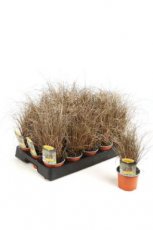 Carex comans ‘Bronco’ | Zegge 40 P9 (WINTERGROEN)