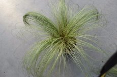 Carex comans ‘Frosted Curls’ | Zegge(=carex albula) 30 P9 (WINTERGROEN)