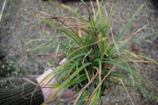 Carex Flacca(=Glauca) | Zegge 30 P9 (WINTERGROEN)
