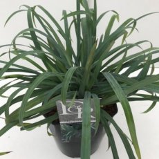 Carex flacca 'Blue zinger' | Zegge 30 P9  (WINTERGROEN)