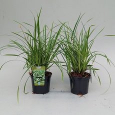 Carex flacca 'Buis' | Zegge 30 P9  (WINTERGROEN)