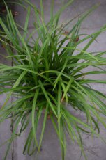 Carex morrowii ‘Irish Green’ | Zegge 30 P9 (WINTERGROEN)