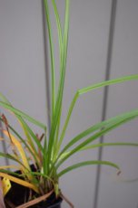 Carex grayi | Morgensterzegge 50 P9 (WINTERGROEN)