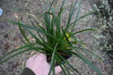 Carex howardii 'Phoenix Green' | Zegge 45 P9 (WINTERGROEN)