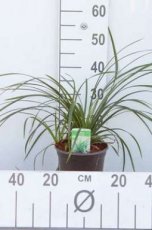 Carex morrowii ‘Irish Green’ C3 Carex morrowii ‘Irish Green’ | Zegge 30 C3