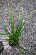 Carex morrowii ‘JS® Mosten’ | Japanse Zegge | 50 P9 (WINTERGROEN)