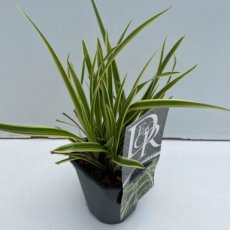 Carex morrowii 'Vanilla Ice' | Zegge 35 C3 (WINTERGROEN)