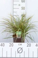 Carex morrowii ‘Variegata’ C3 Carex morrowii ‘Variegata’ |  60  C3