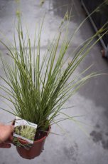 Carex morrowii ‘Variegata’ | Japanse Zegge 60 P9 (WINTERGROEN)