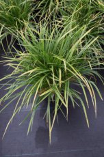 Carex morrowii | Japanse Zegge 60 P9 (WINTERGROEN)