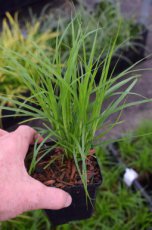 Carex muskingumensis | Palmzegge 80 P9 (WINTERGROEN)