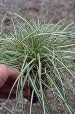 Carex ornithopoda ‘Variegata’ | Vogelzegge 20 P9 (WINTERGROEN)