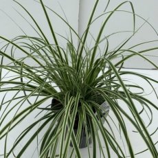 Carex oshimensis ‘Evercream’®(='Ficre')  | Zegge 50 C3 (WINTERGROEN)