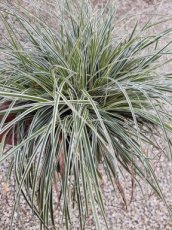 Carex oshimensis ‘Everest’® 40 C3 Carex oshimensis ‘Everest’® | Zegge 40 C3 (WINTERGROEN)