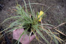 Carex oshimensis ‘Everest’® | Zegge 40 P9 (WINTERGROEN)